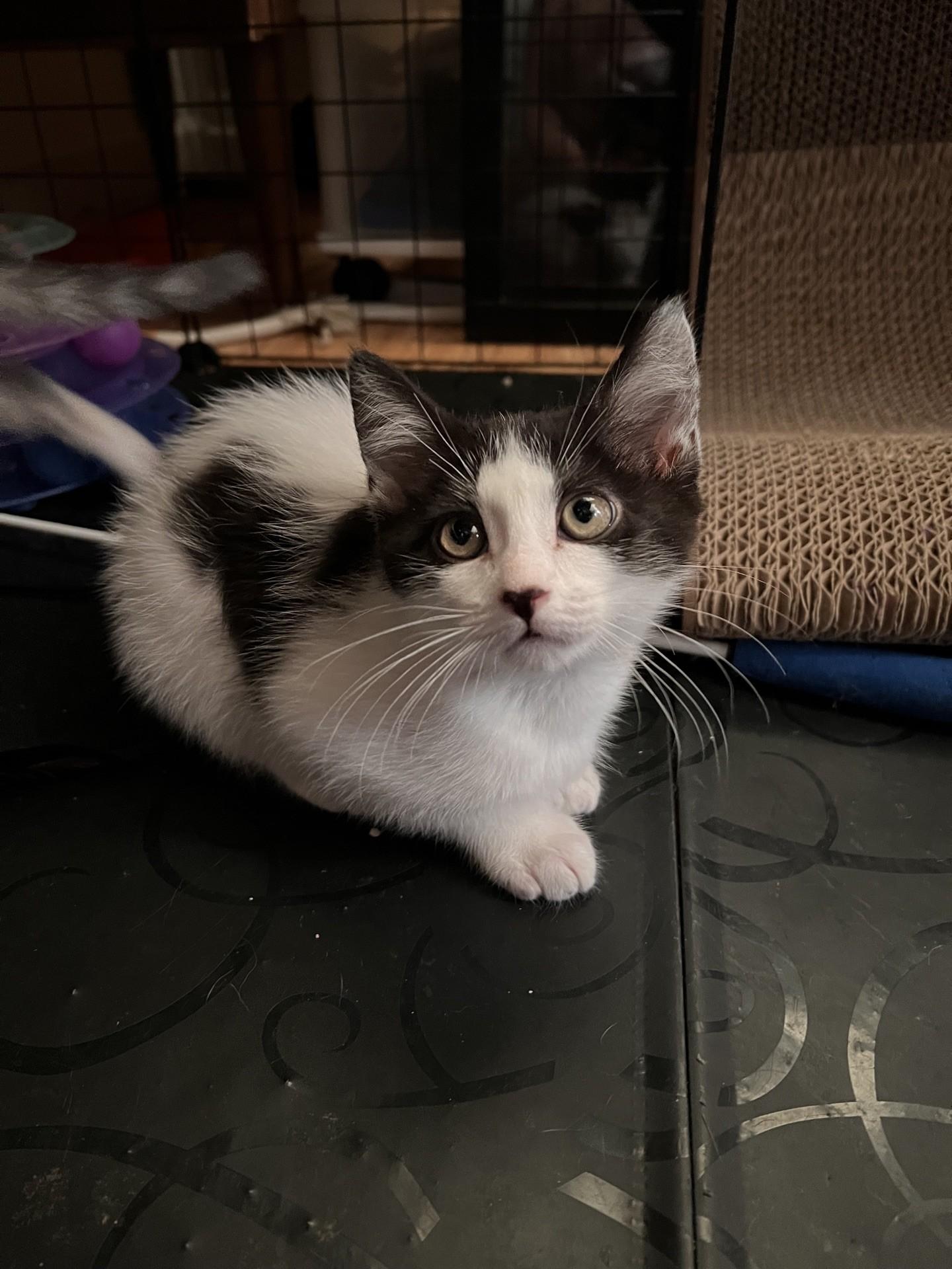 Enlarge Oreo, a Adoptable Domestic Medium Hair in Reno, NV image 2/4