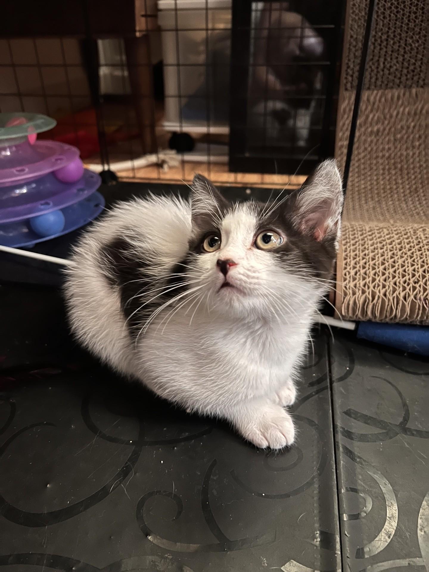 Enlarge Oreo, a Adoptable Domestic Medium Hair in Reno, NV image 3/4