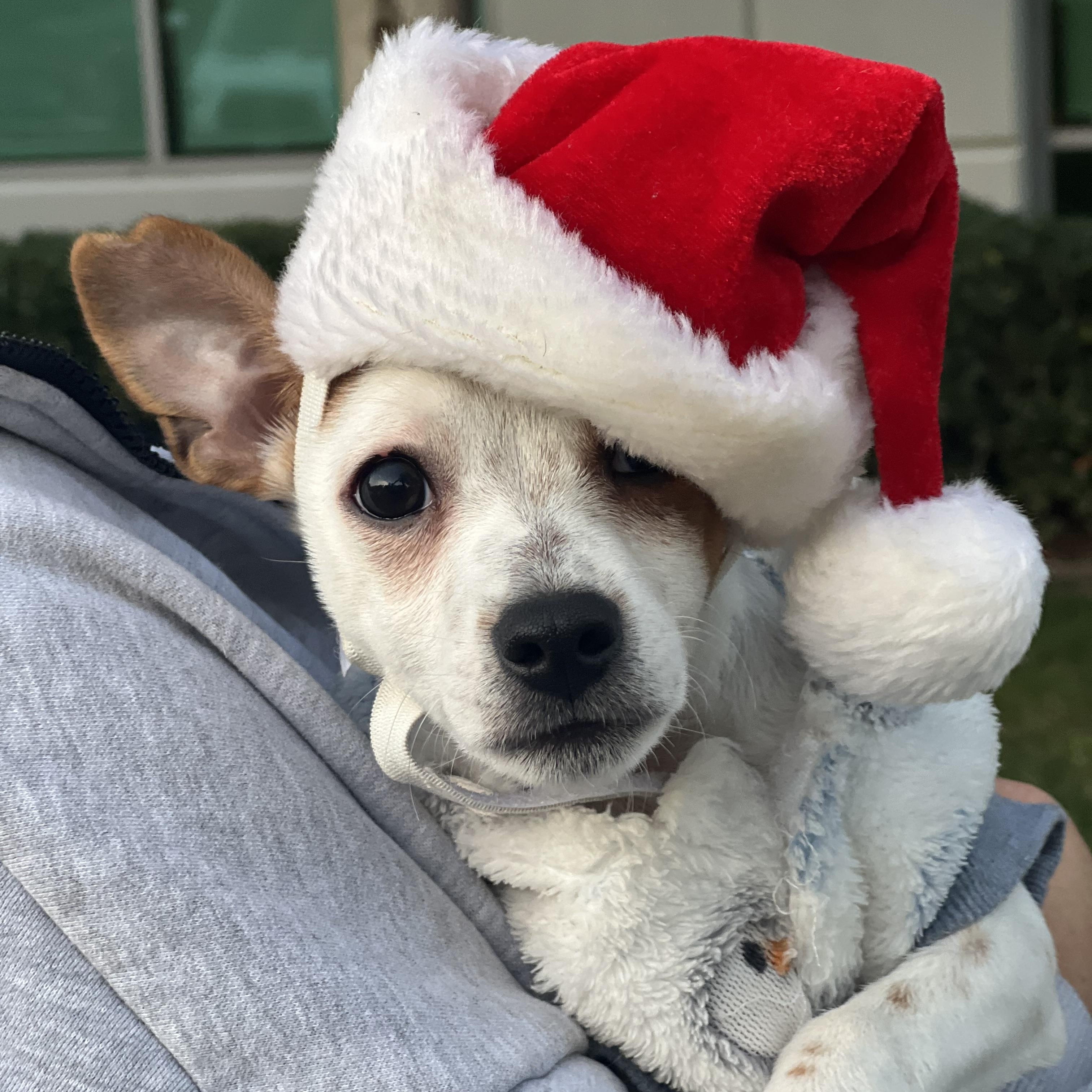 Charger~  Pound Cuddler thumbnail 2