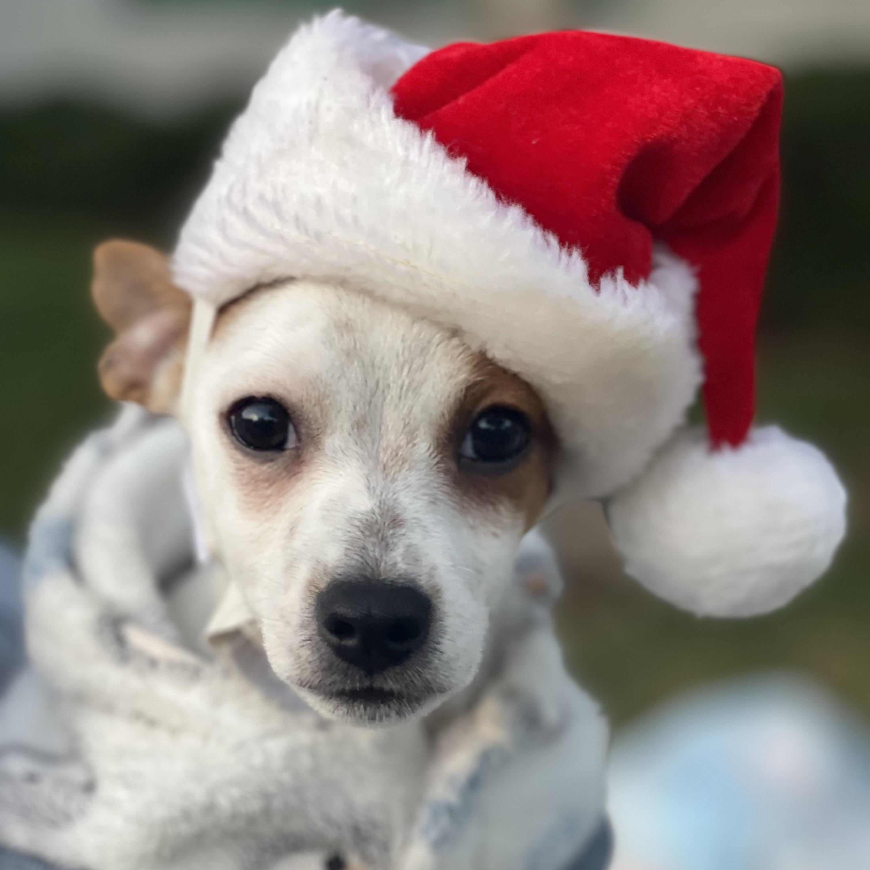 Charger~  Pound Cuddler thumbnail 3