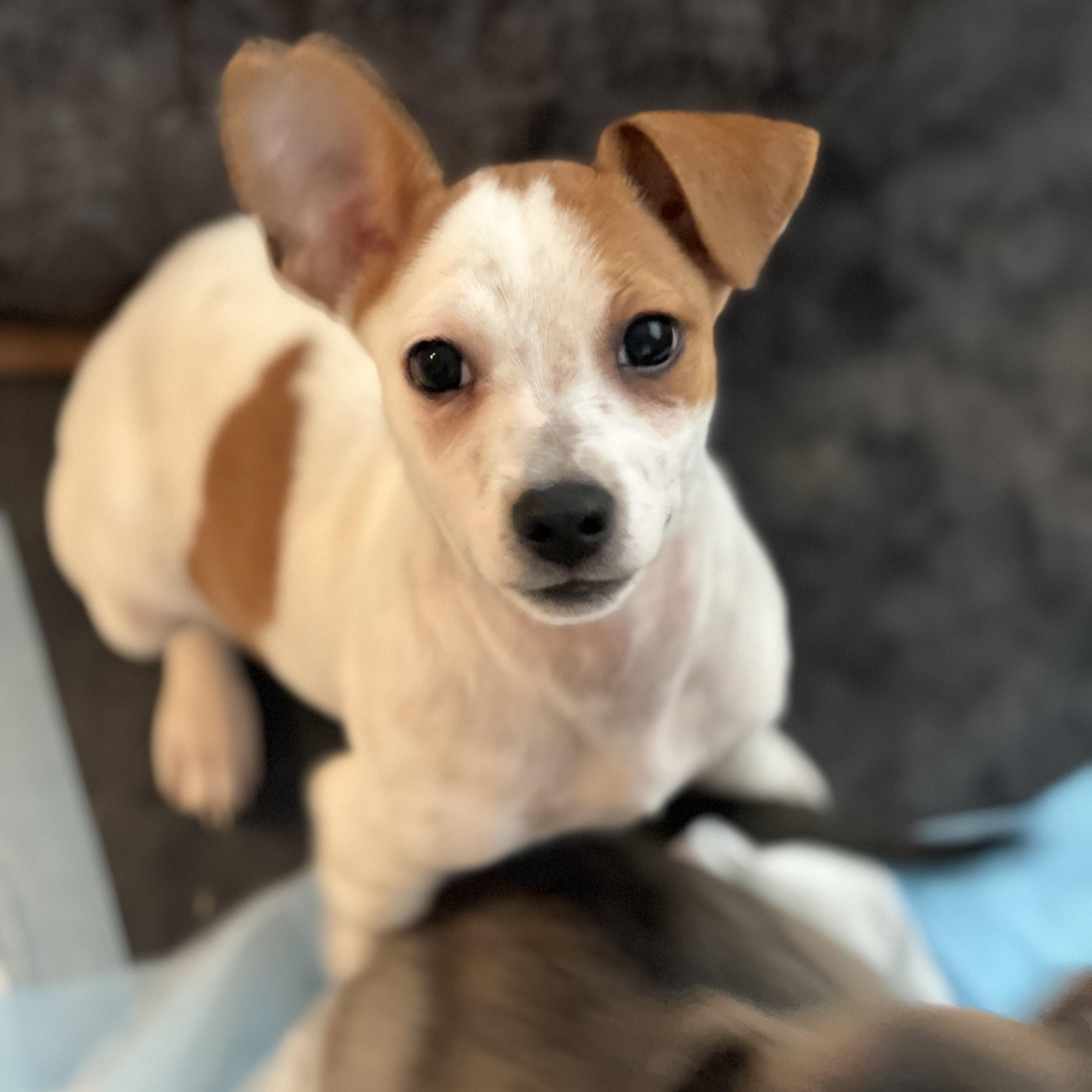 Charger~  Pound Cuddler