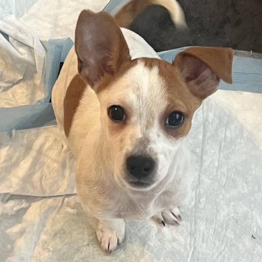 Charger~  Pound Cuddler thumbnail 5