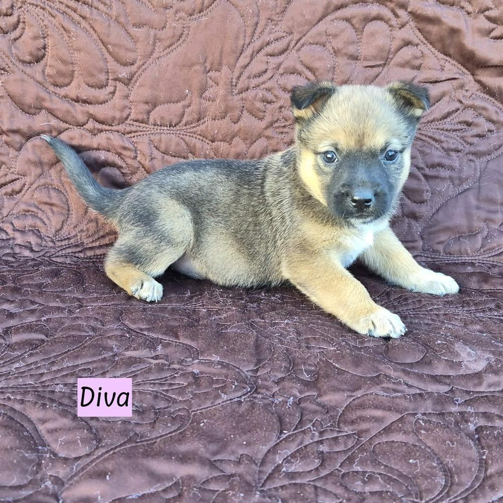 Diva (Darcy's Litter)