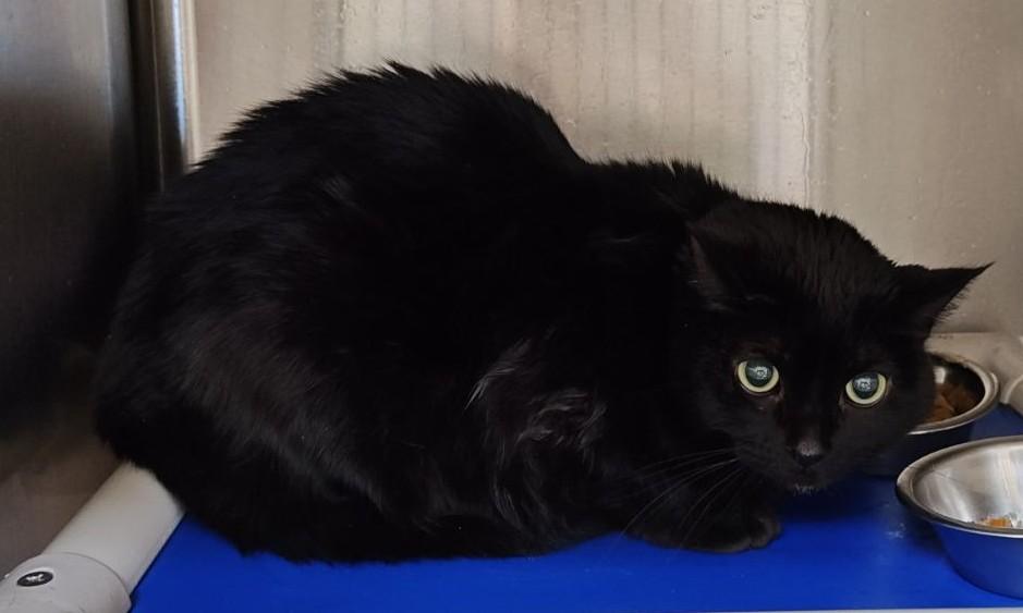 Enlarge Brina, an adopted Domestic Short Hair in Wahpeton, ND image 1/1