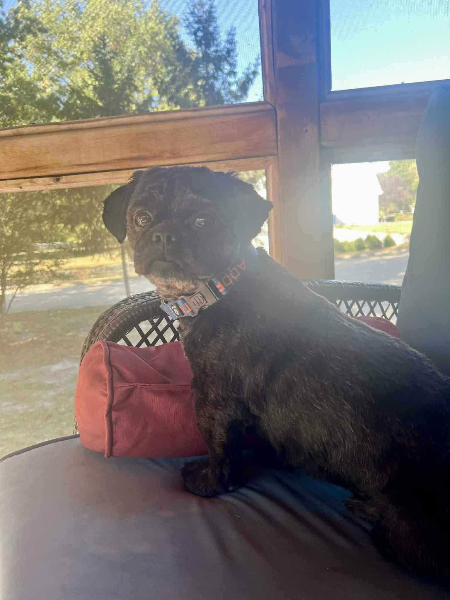 Archie, an adopted Shih Tzu in Jefferson City, MO image 2/6