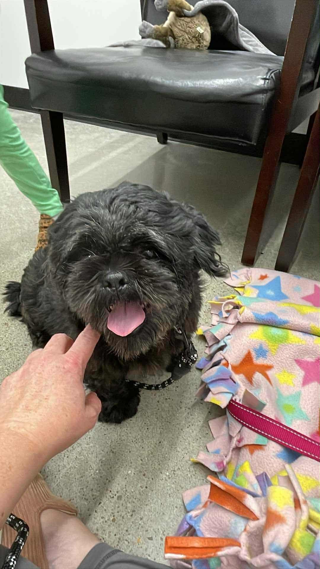 Archie, an adopted Shih Tzu in Jefferson City, MO image 6/6