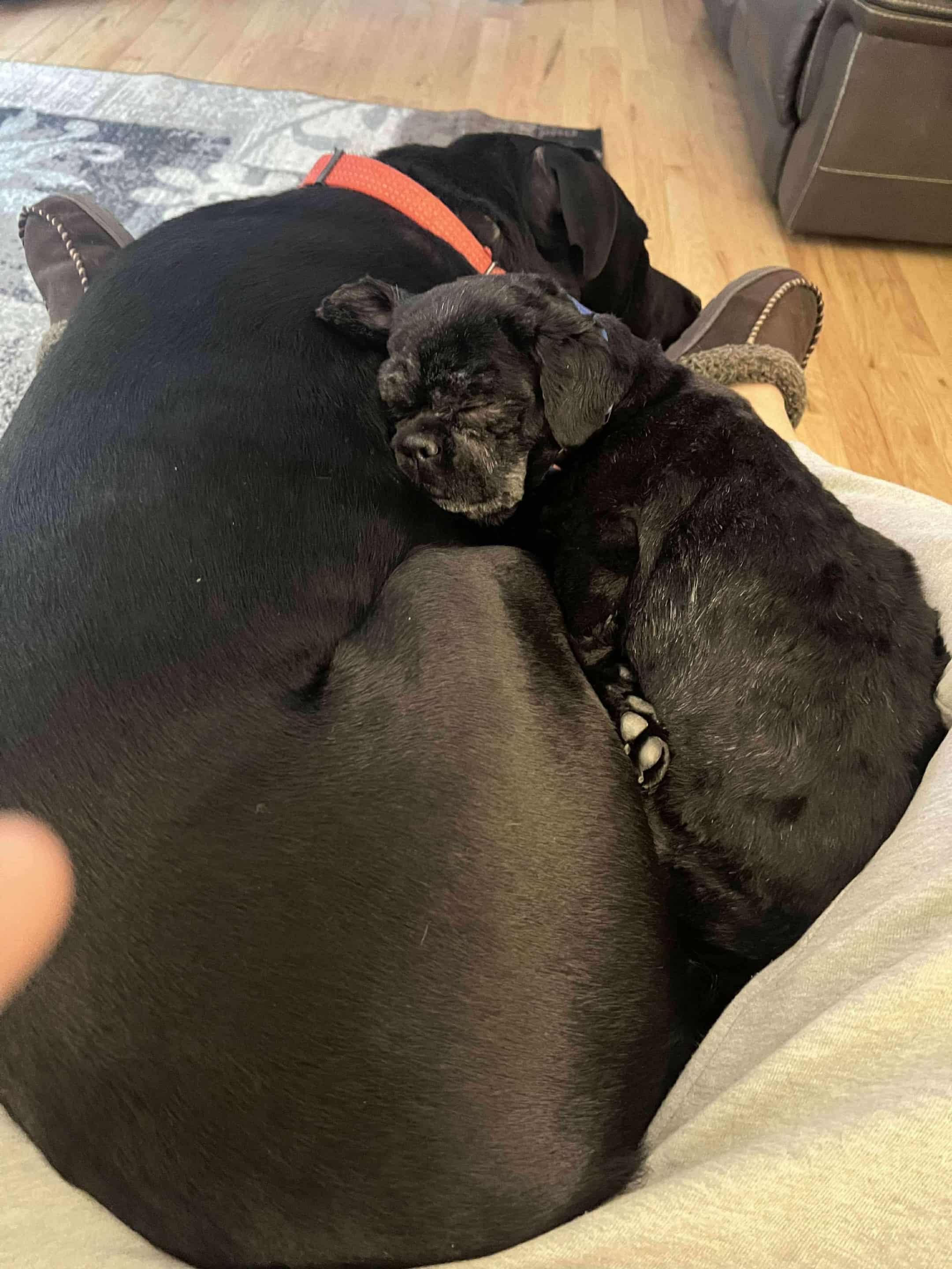 Archie, an adopted Shih Tzu in Jefferson City, MO image 4/6