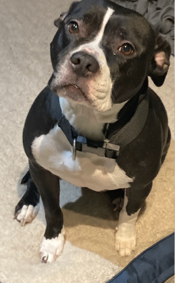 Athena, Adoptable, Adult Female American Staffordshire Terrier.