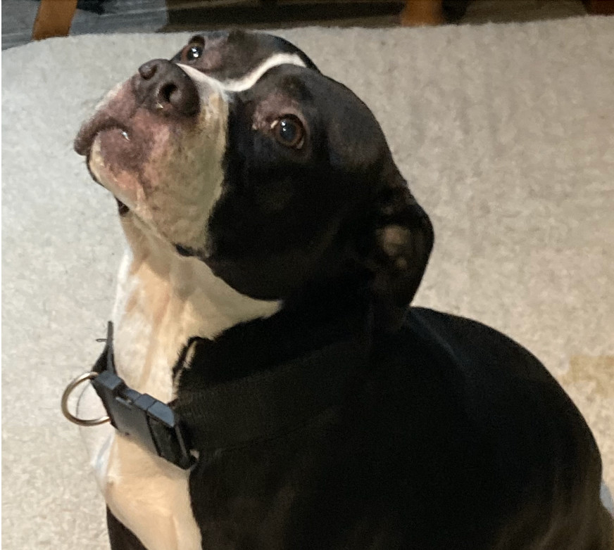 Athena, a Adoptable American Staffordshire Terrier in San Francisco, CA image 3/4