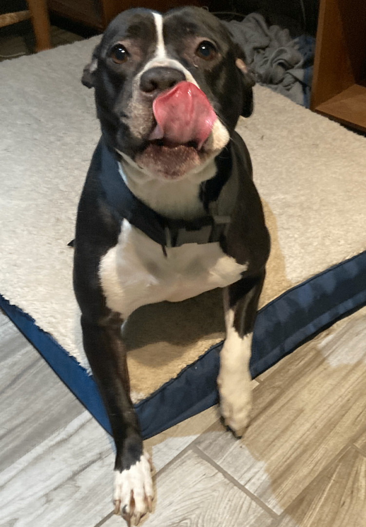 Athena, a Adoptable American Staffordshire Terrier in San Francisco, CA image 4/4