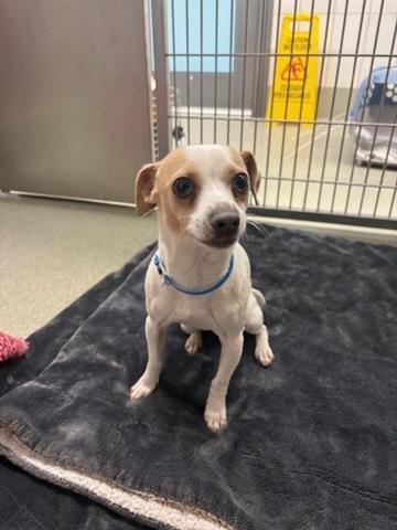 MAILO, Adoptable, Young Male Chihuahua & Mixed Breed.