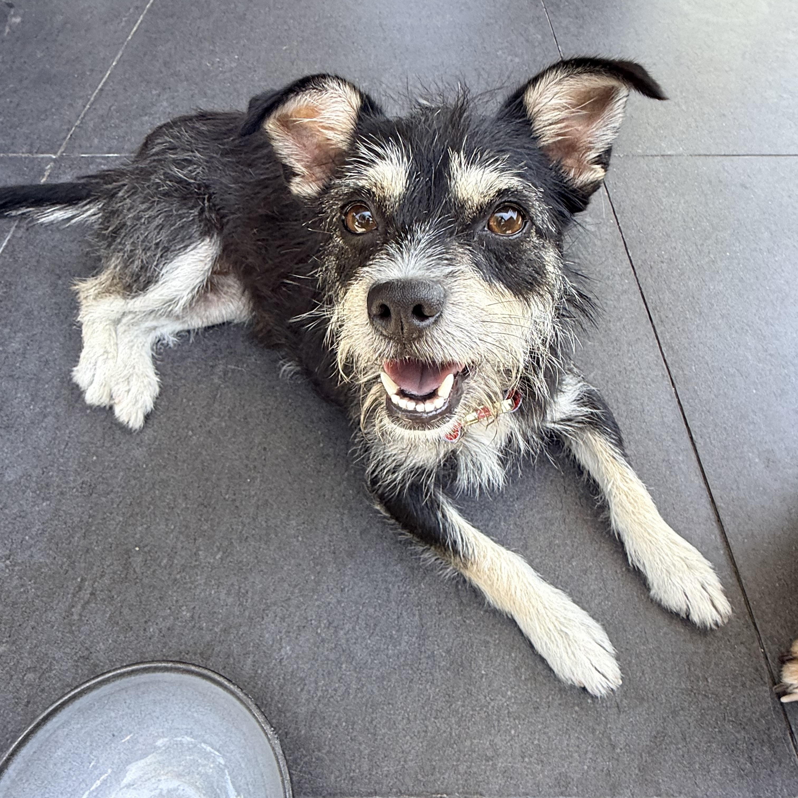Enlarge MADDIE, an adopted mixed breed in los angeles, CA image 3/6