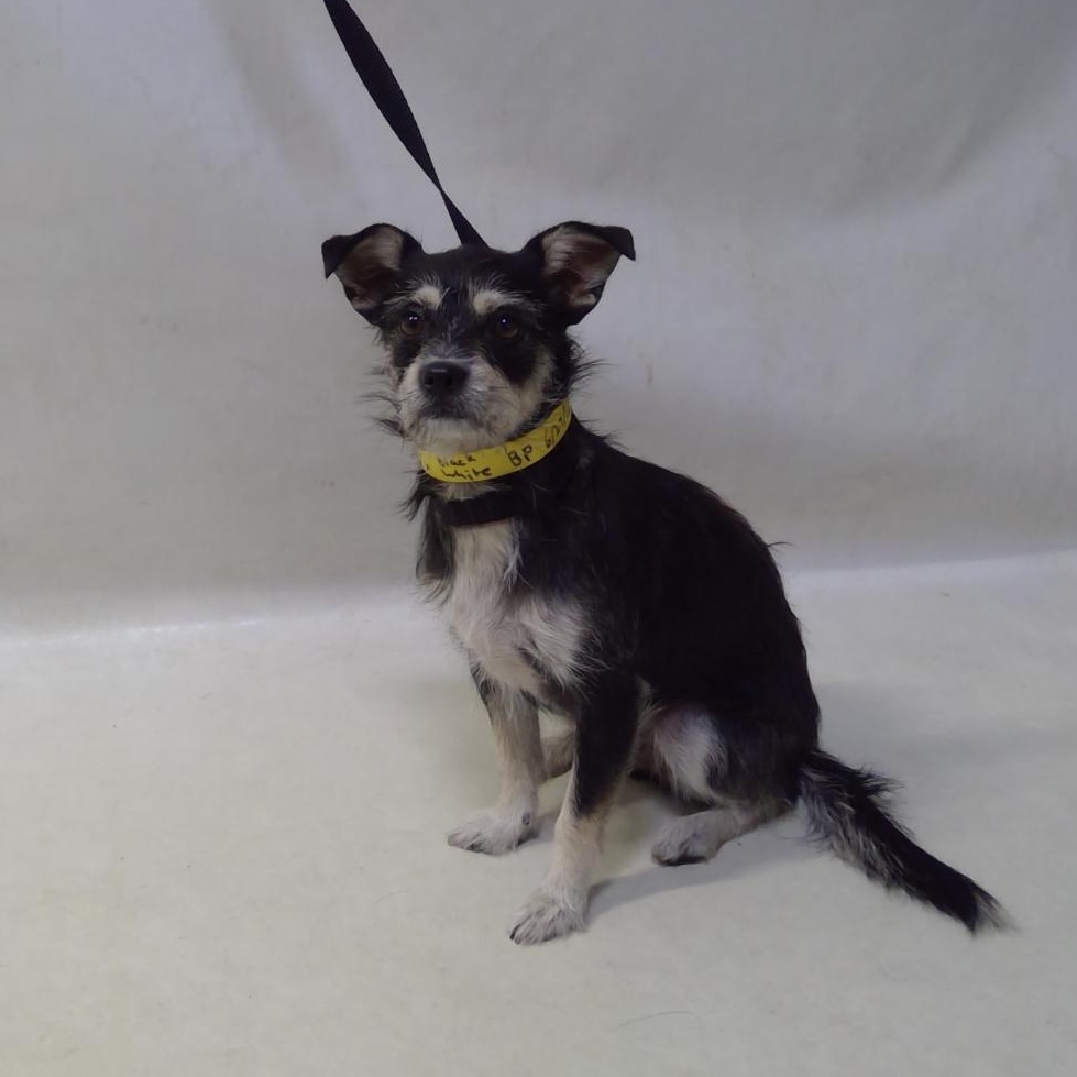 MADDIE, a ADOPTABLE mixed breed in los angeles, CA image 1/4