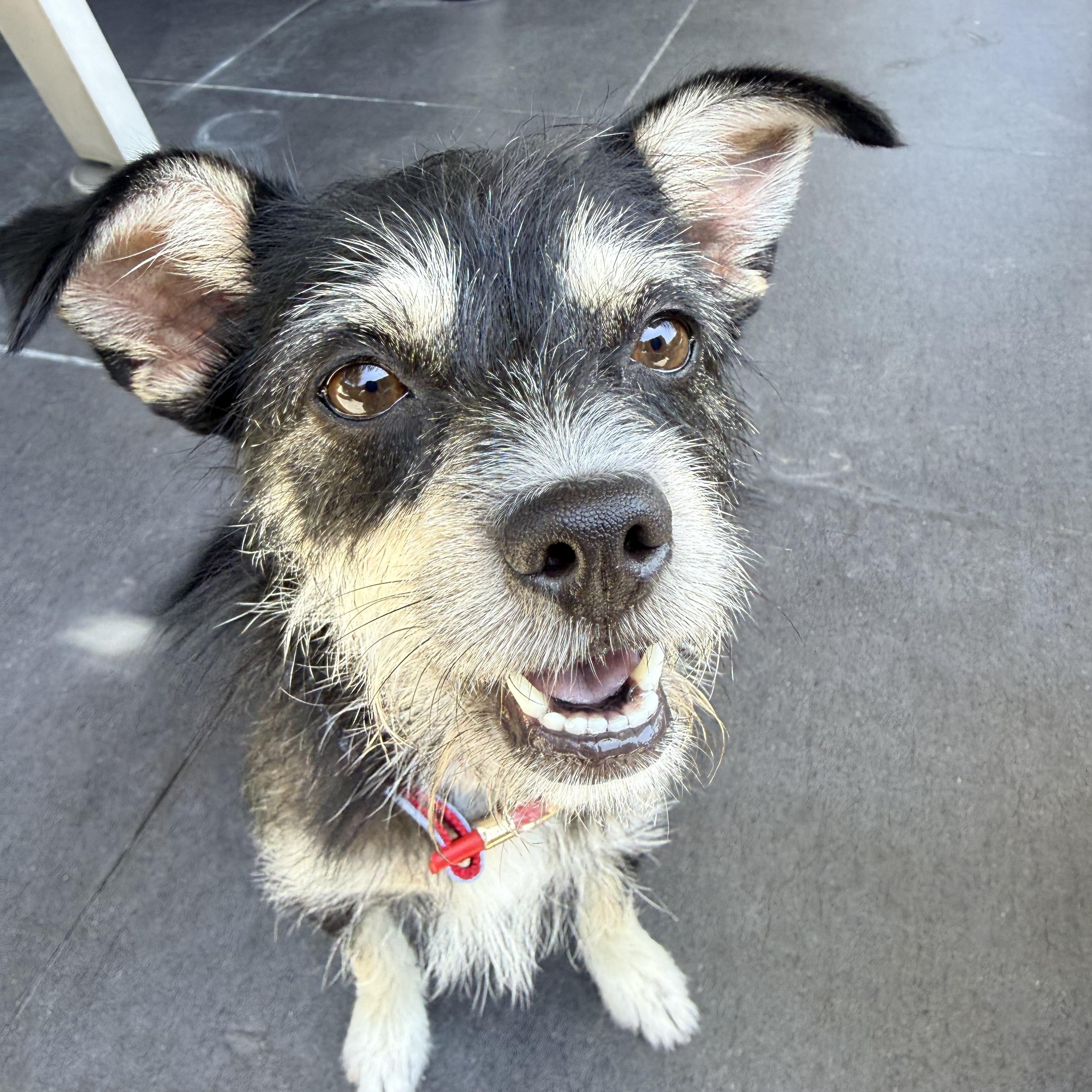 MADDIE, adopted, Adult Female Miniature Schnauzer & Terrier.