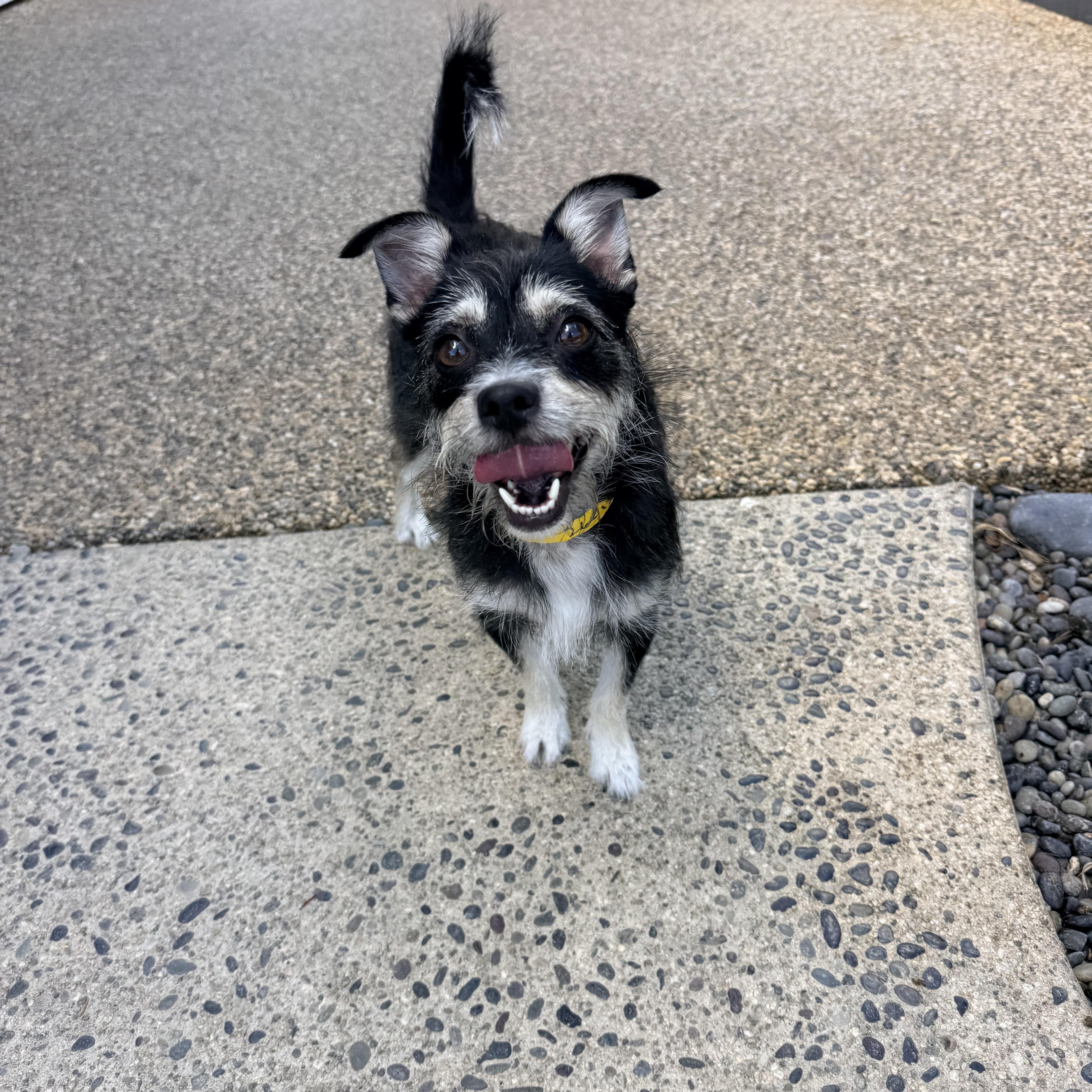Enlarge MADDIE, an adopted mixed breed in los angeles, CA image 6/6
