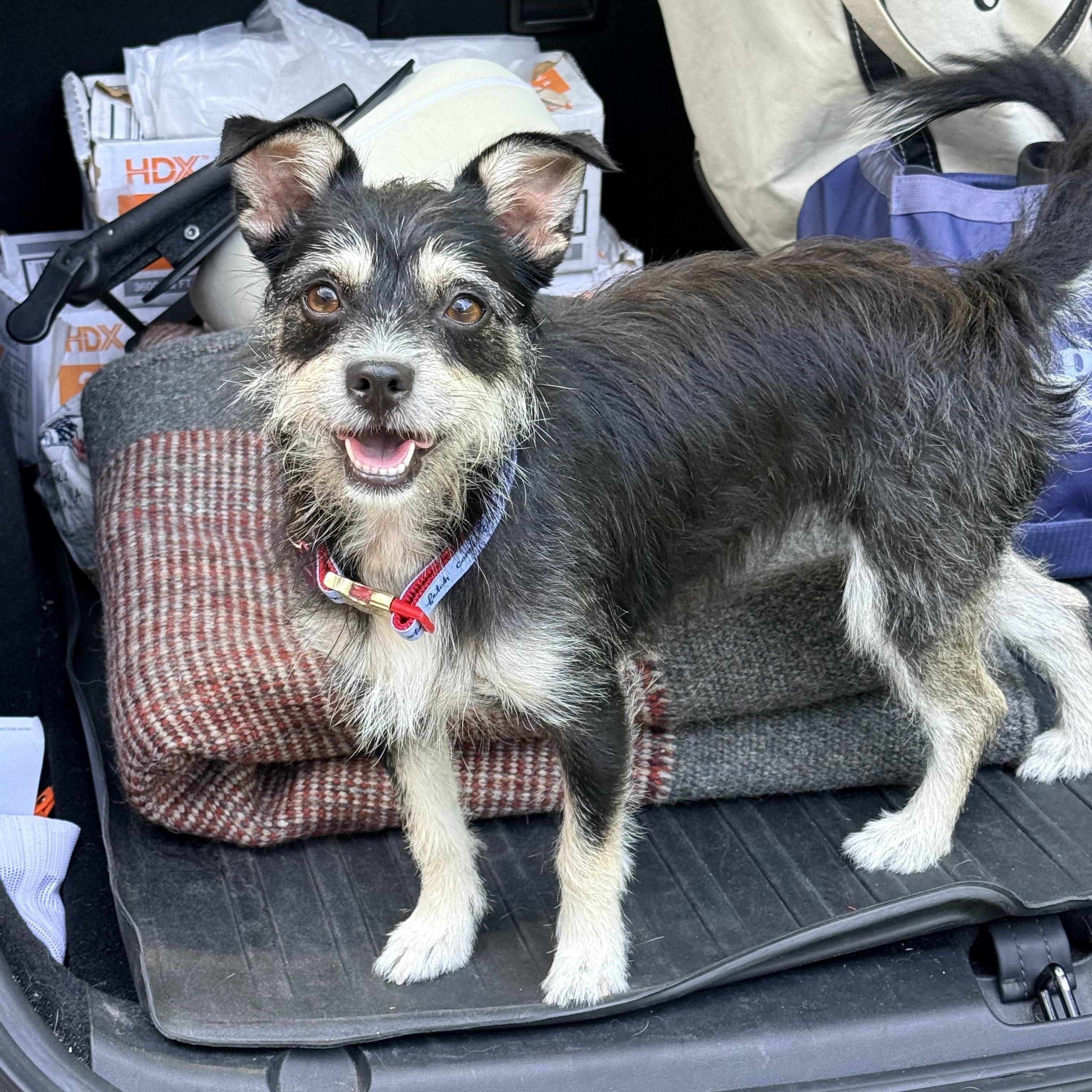 Enlarge MADDIE, an adopted mixed breed in los angeles, CA image 5/6
