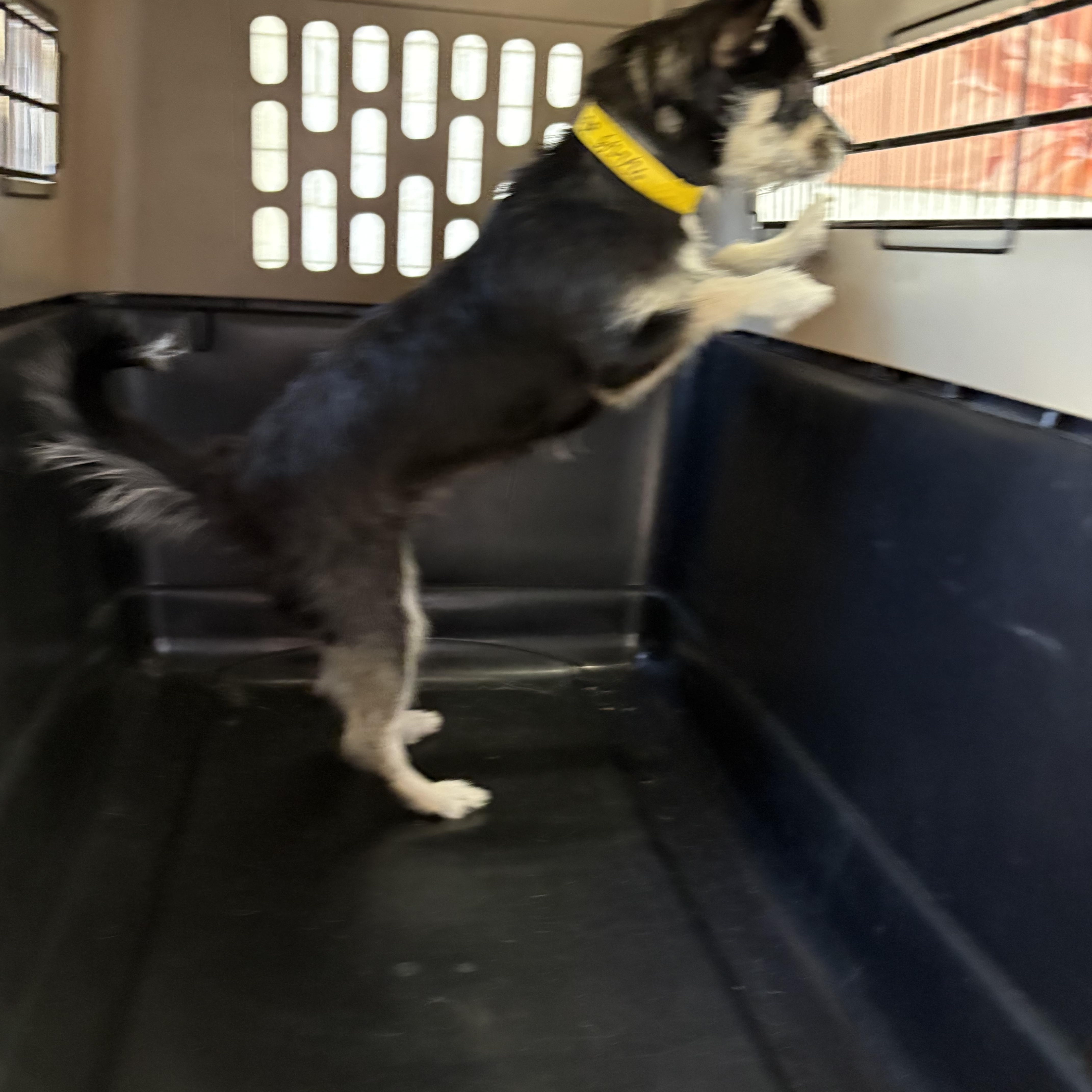MADDIE, a ADOPTABLE mixed breed in los angeles, CA image 4/4