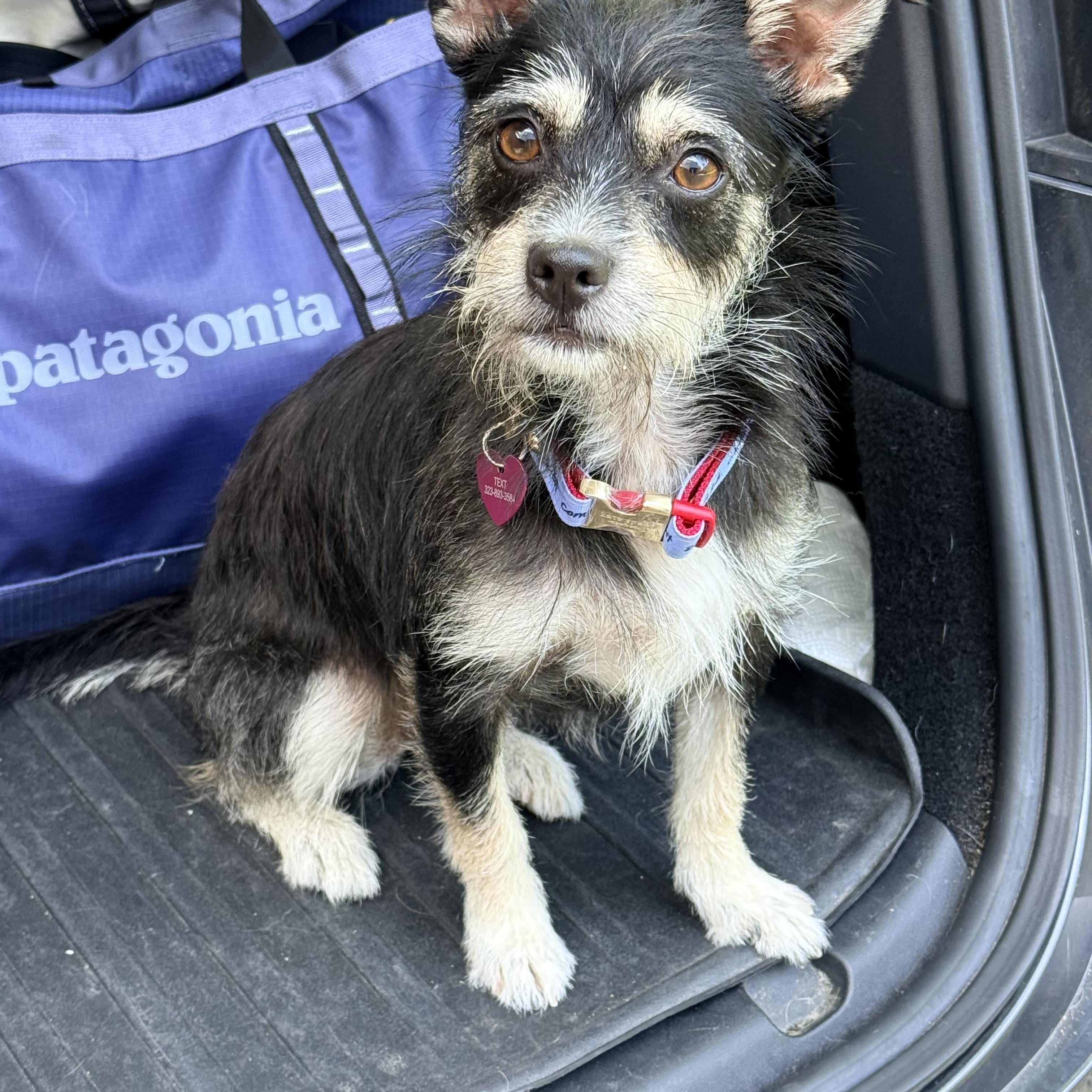 Enlarge MADDIE, an adopted mixed breed in los angeles, CA image 2/6