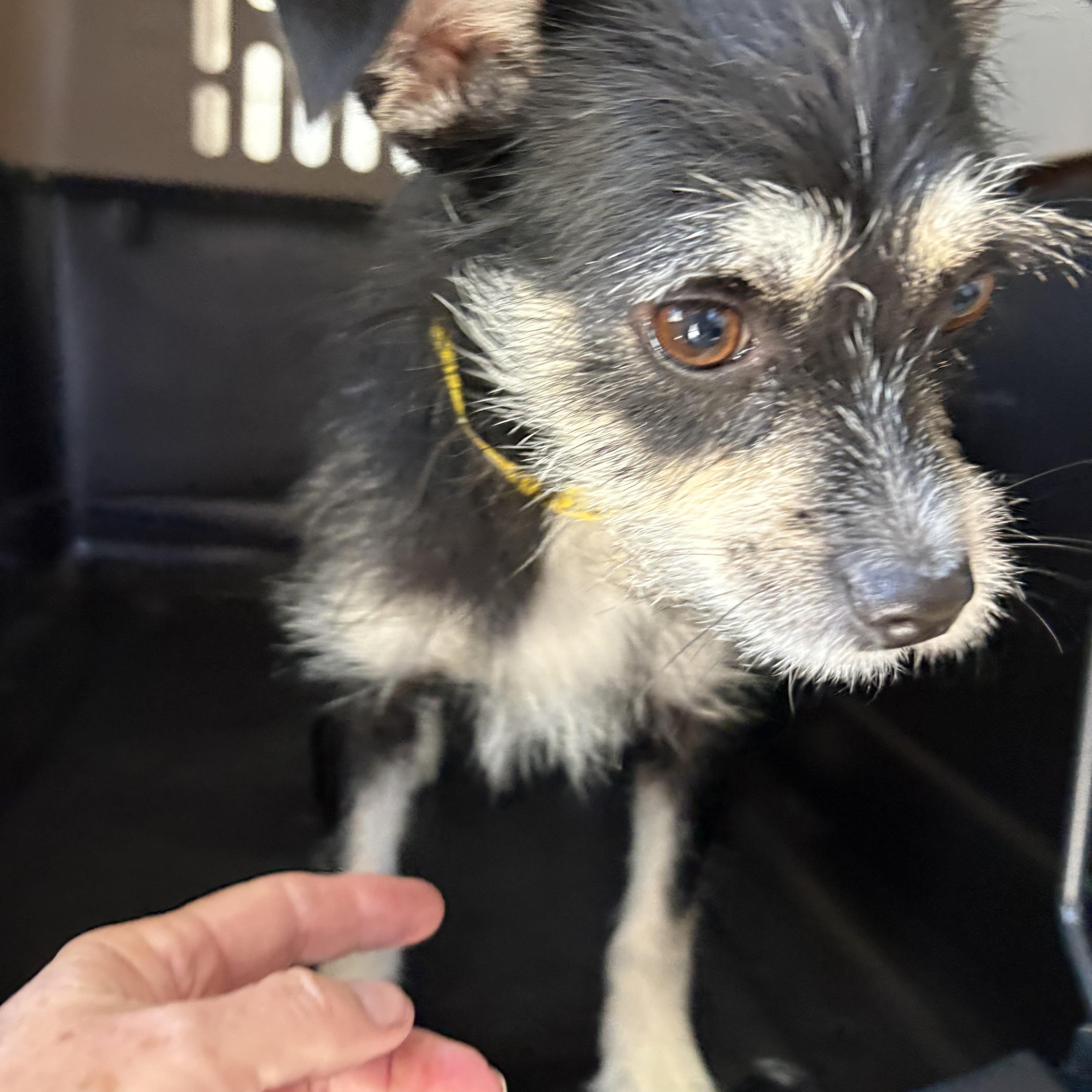 MADDIE, a ADOPTABLE mixed breed in los angeles, CA image 2/4