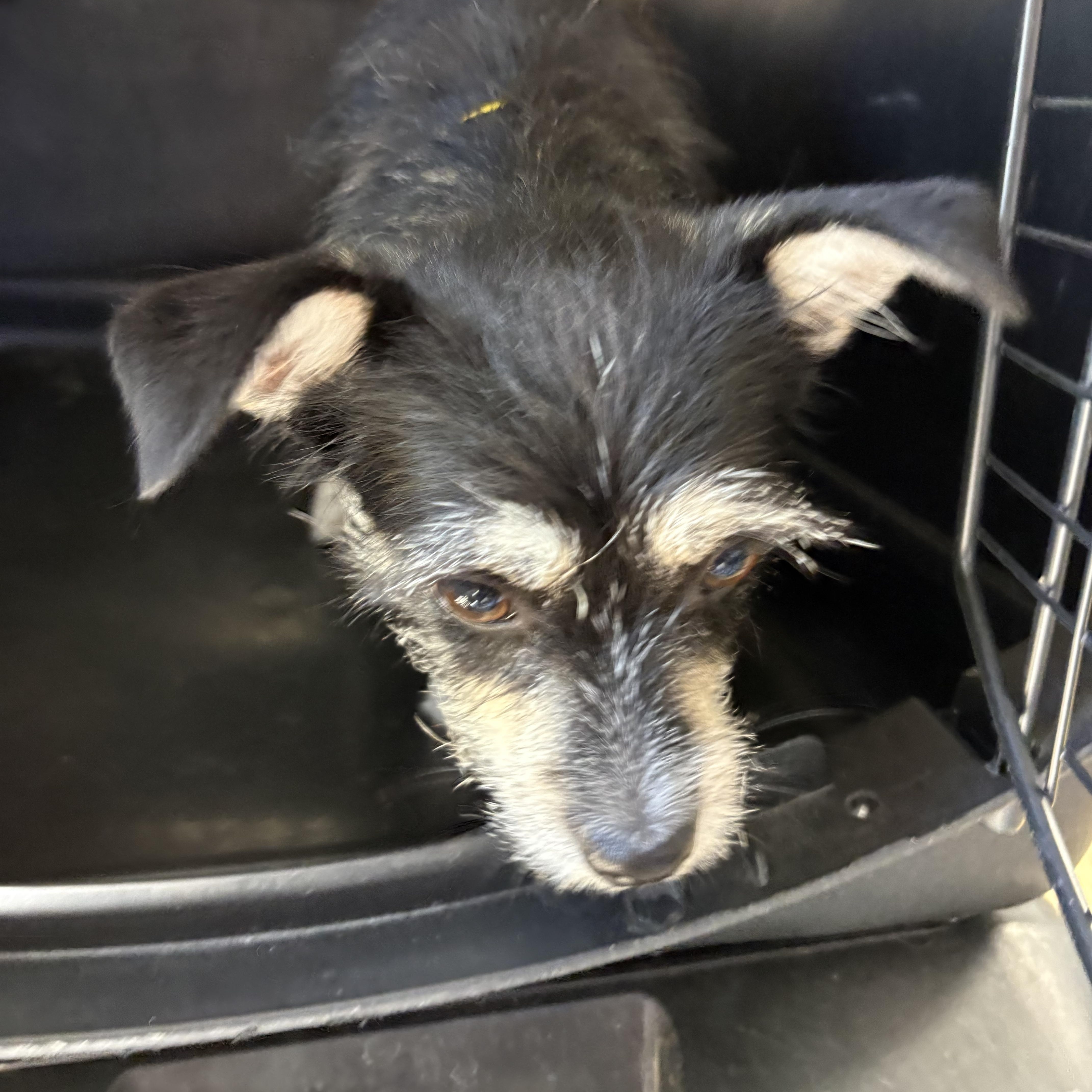 MADDIE, a ADOPTABLE mixed breed in los angeles, CA image 3/4