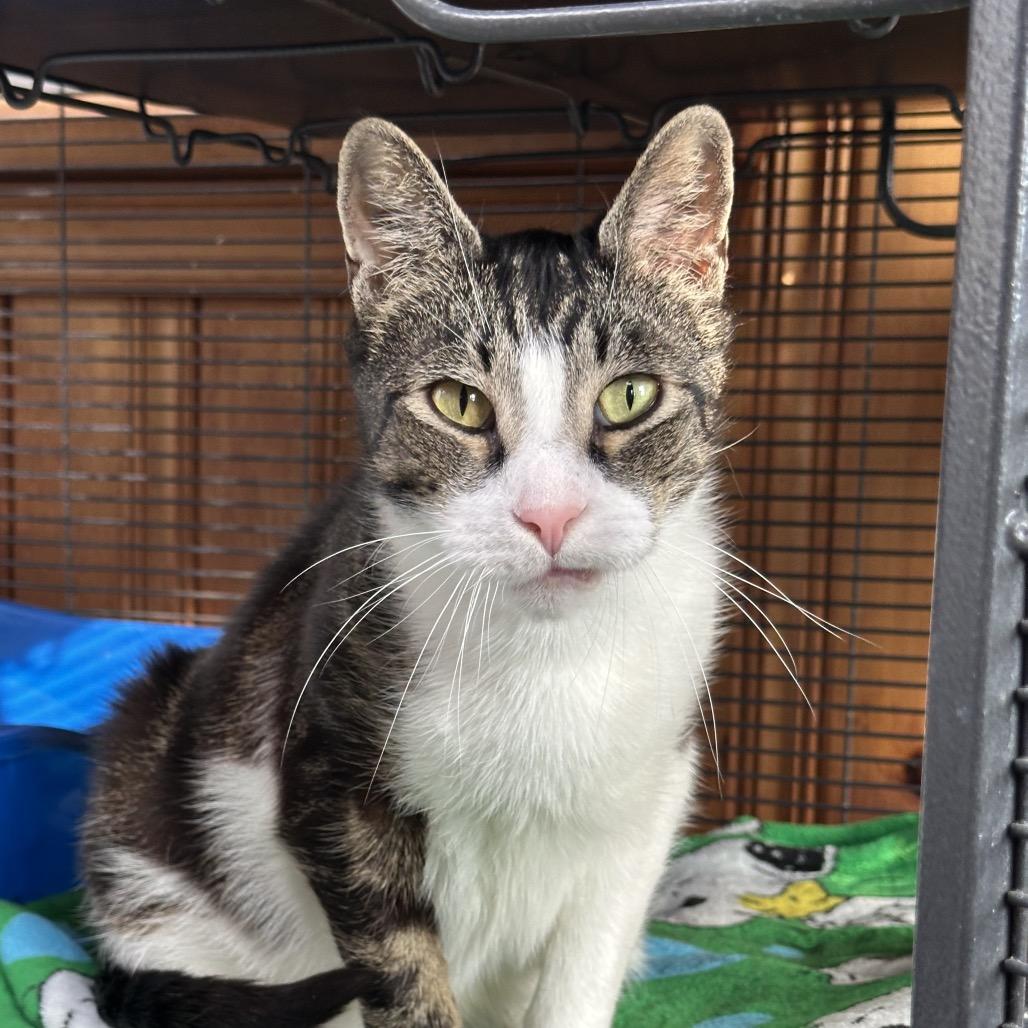 Enlarge Blinky, a Adoptable Domestic Short Hair in Hampton Bays, NY image 1/3