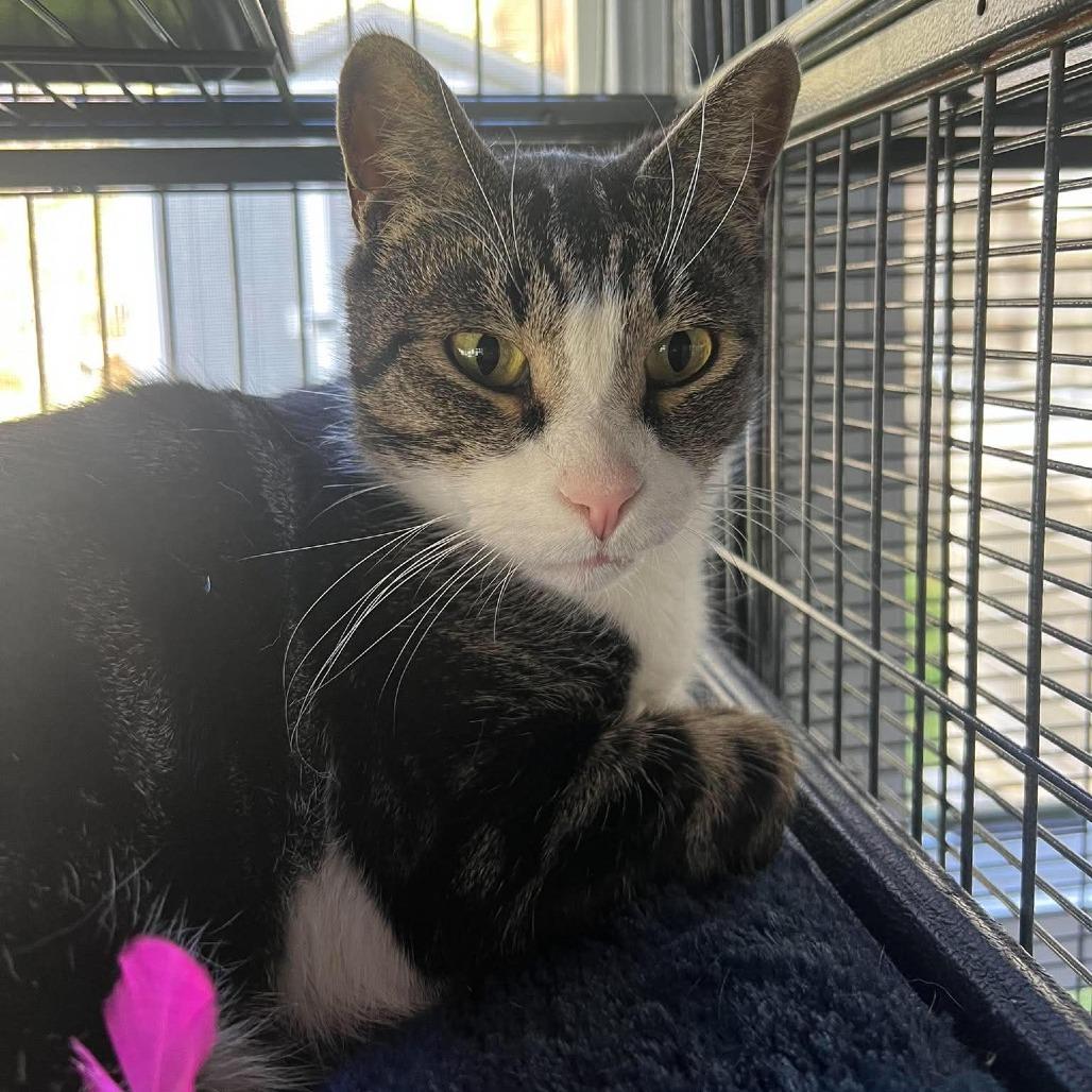Enlarge Blinky, a Adoptable Domestic Short Hair in Hampton Bays, NY image 2/4