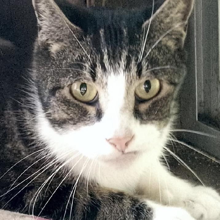 Enlarge Blinky, a Adoptable Domestic Short Hair in Hampton Bays, NY image 2/3