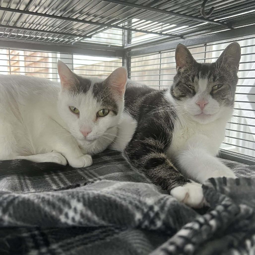 Enlarge Blinky, a Adoptable Domestic Short Hair in Hampton Bays, NY image 3/3