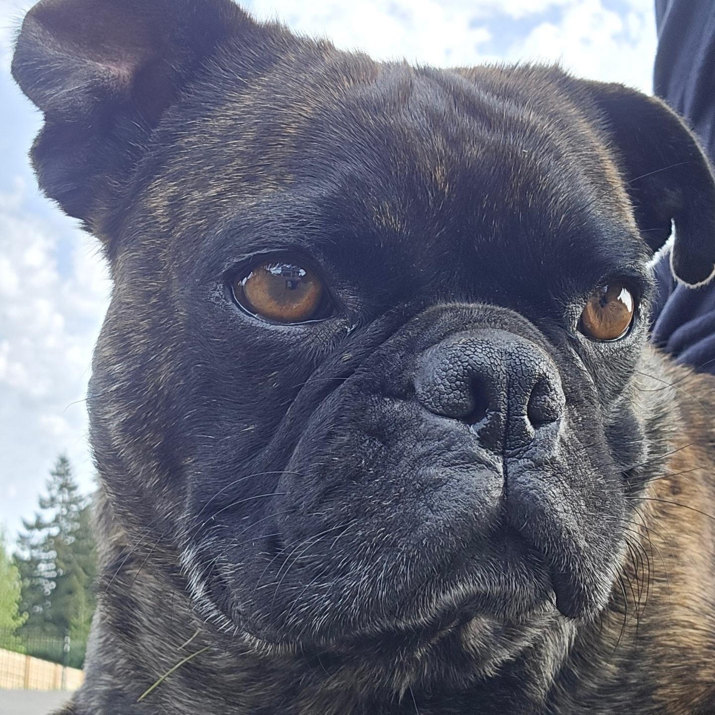 Mr. Loveable Frankie, adopted, Young Male Pug.
