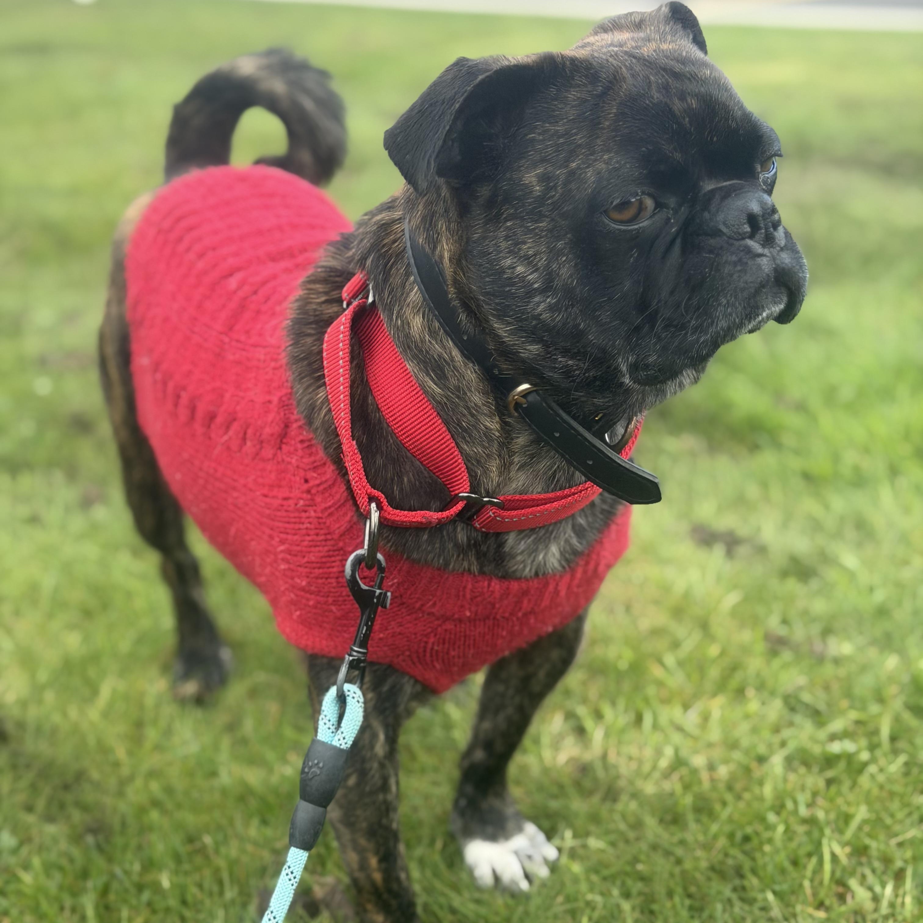 Enlarge Mr. Loveable Frankie, an adopted mixed breed in Ridgefield, WA image 6/6