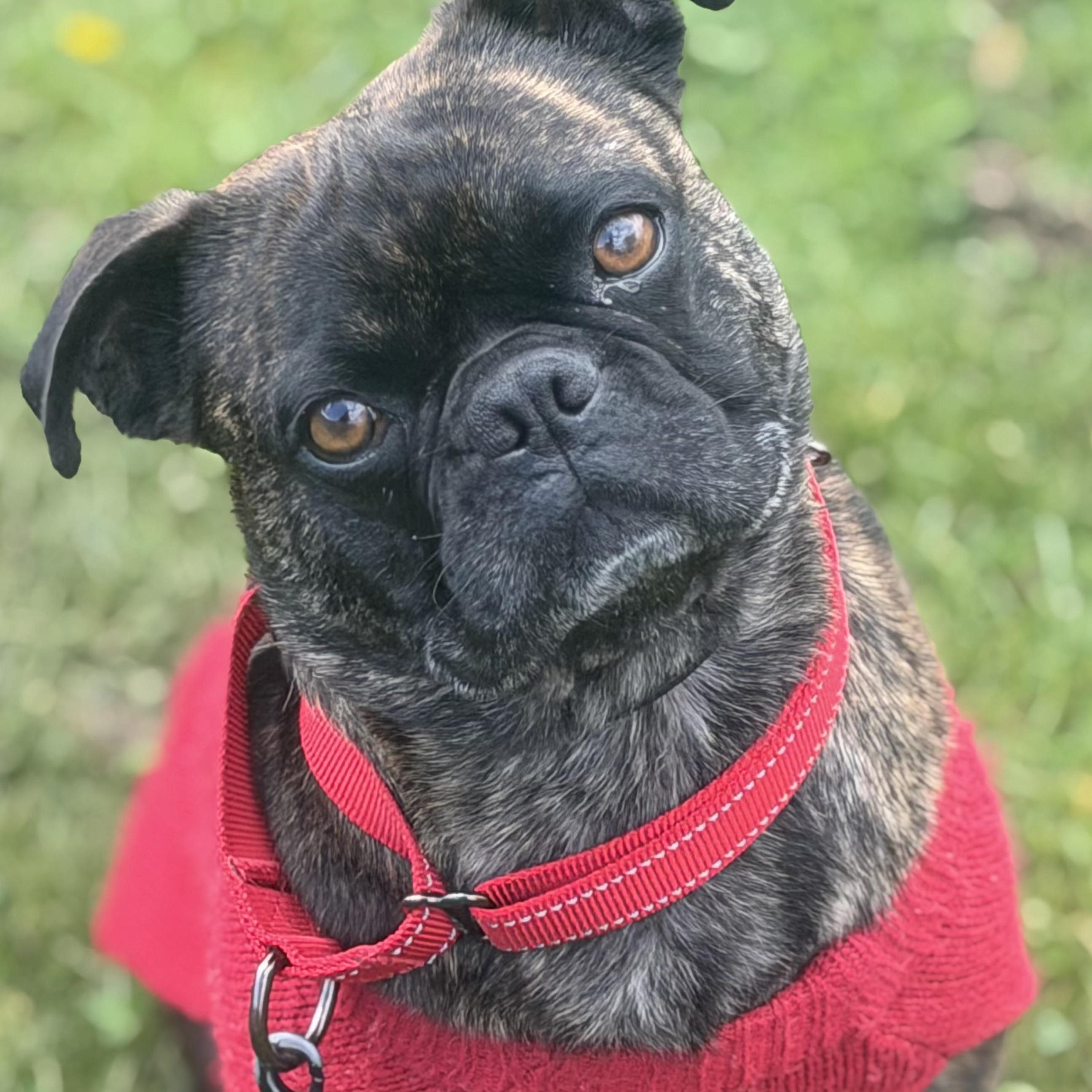Enlarge Mr. Loveable Frankie, an adopted mixed breed in Ridgefield, WA image 2/6