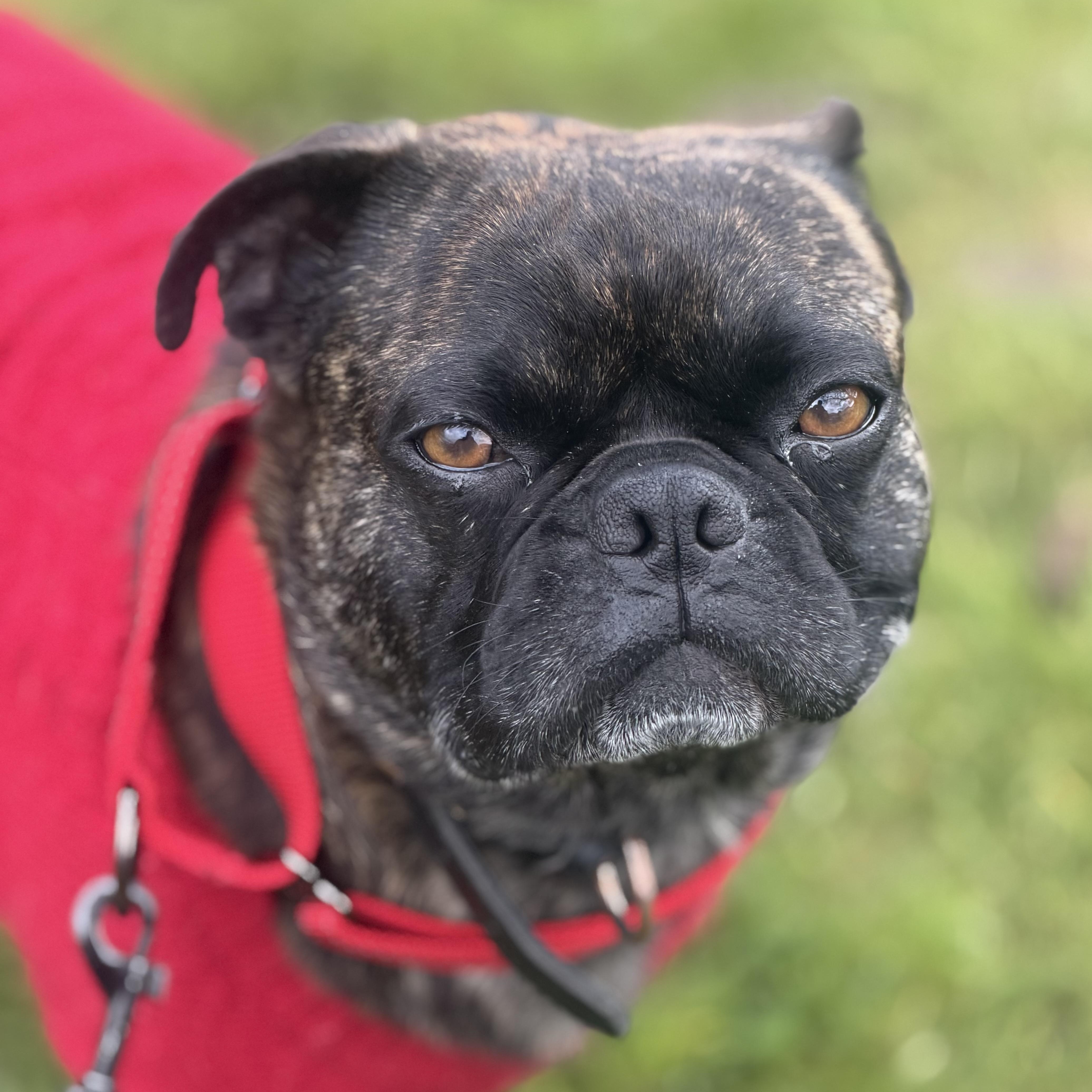 Enlarge Mr. Loveable Frankie, an adopted mixed breed in Ridgefield, WA image 5/6