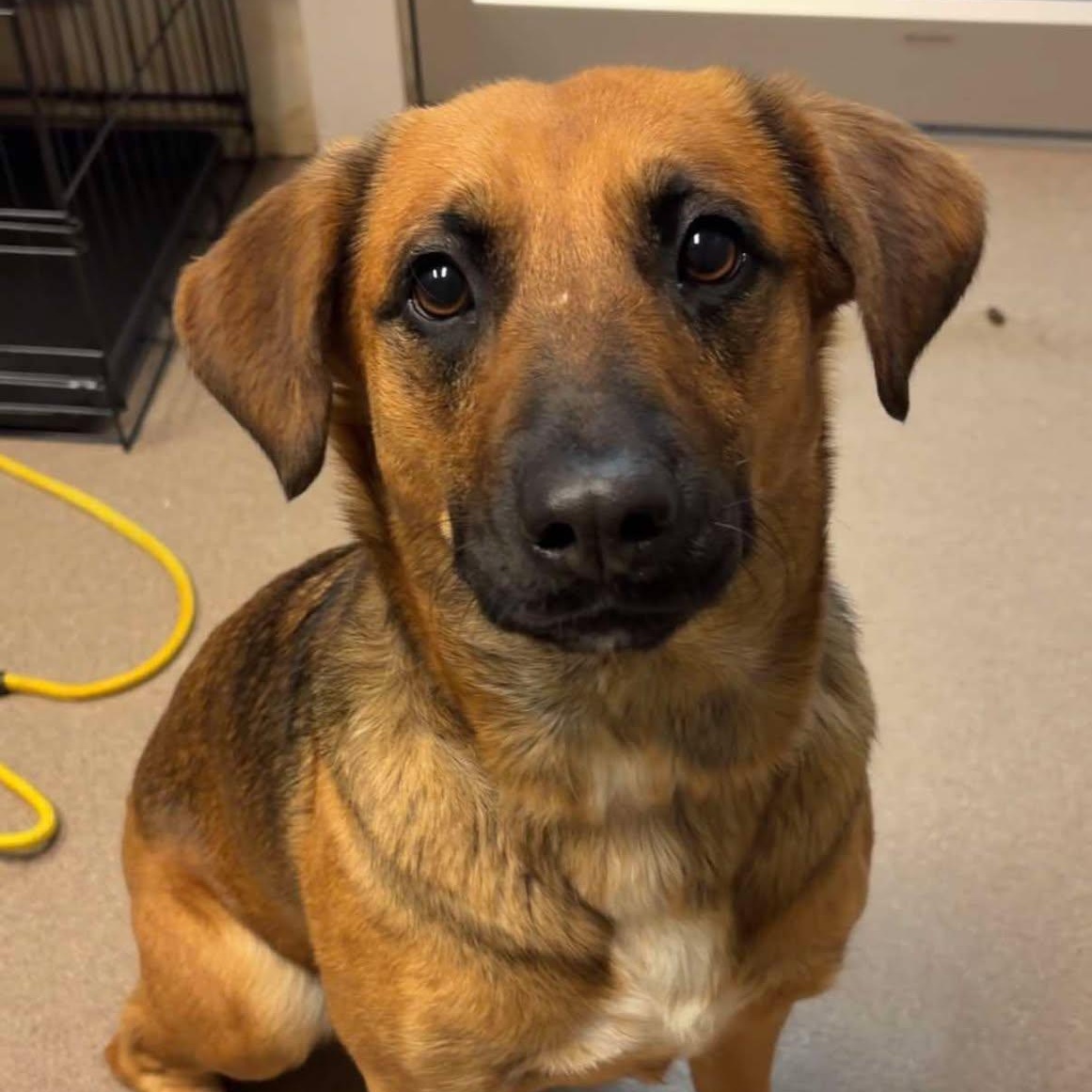 Enlarge Maggie, a Adoptable Shepherd in Valparaiso, IN image 2/3