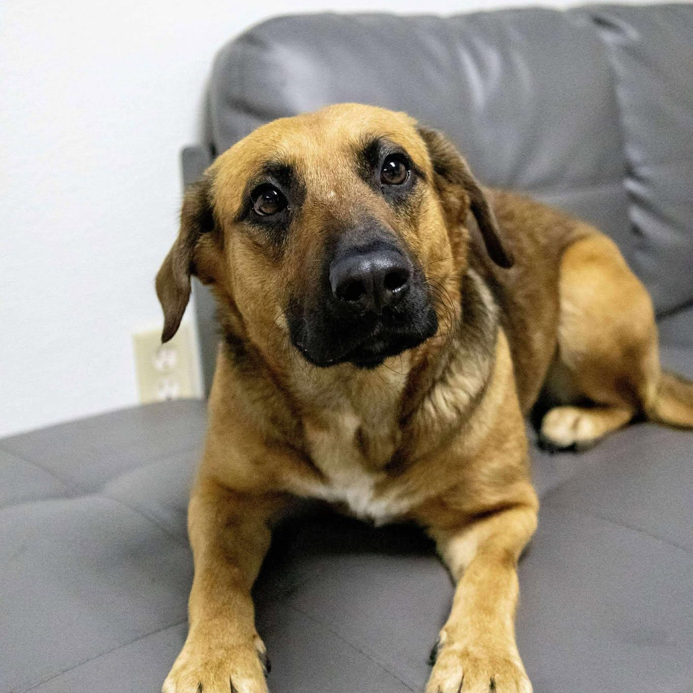 Enlarge Maggie, a Adoptable Shepherd in Valparaiso, IN image 3/3