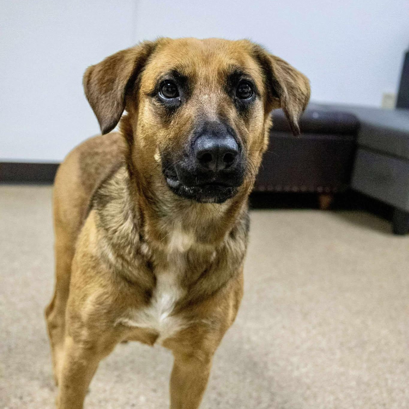 Enlarge Maggie, a Adoptable Shepherd in Valparaiso, IN image 1/3