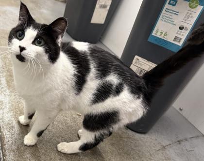 Enlarge Aquarius, a ADOPTABLE Domestic Short Hair in Meadow Lake, SK image 1/2