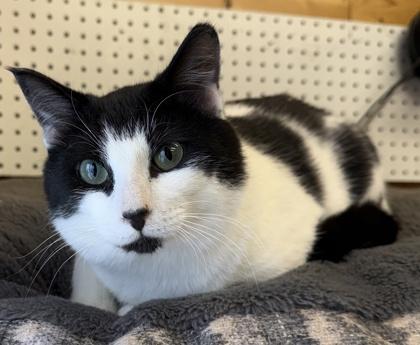 Enlarge Aquarius, a ADOPTABLE Domestic Short Hair in Meadow Lake, SK image 2/2