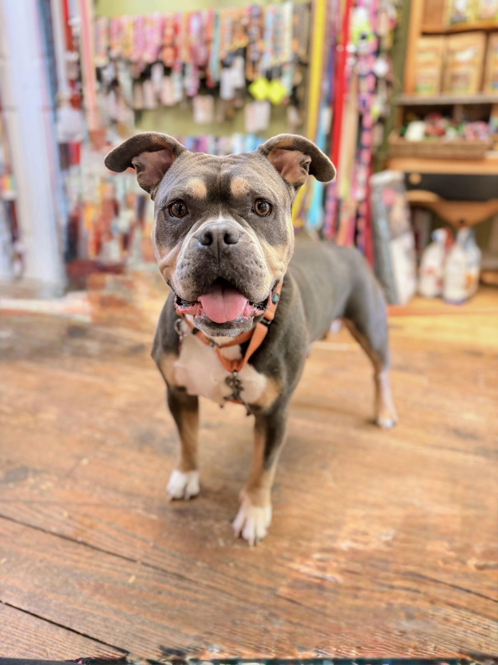 Enlarge Fiona, a Adoptable American Bulldog in Chester, NJ image 1/3