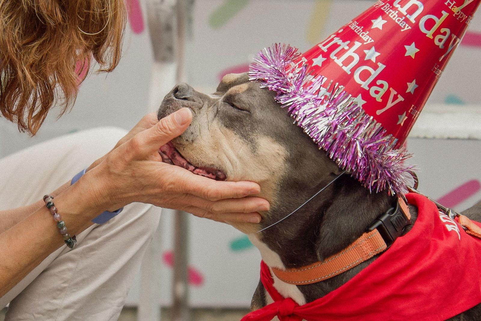 Fiona, a Adoptable American Bulldog in Chester, NJ image 1/3