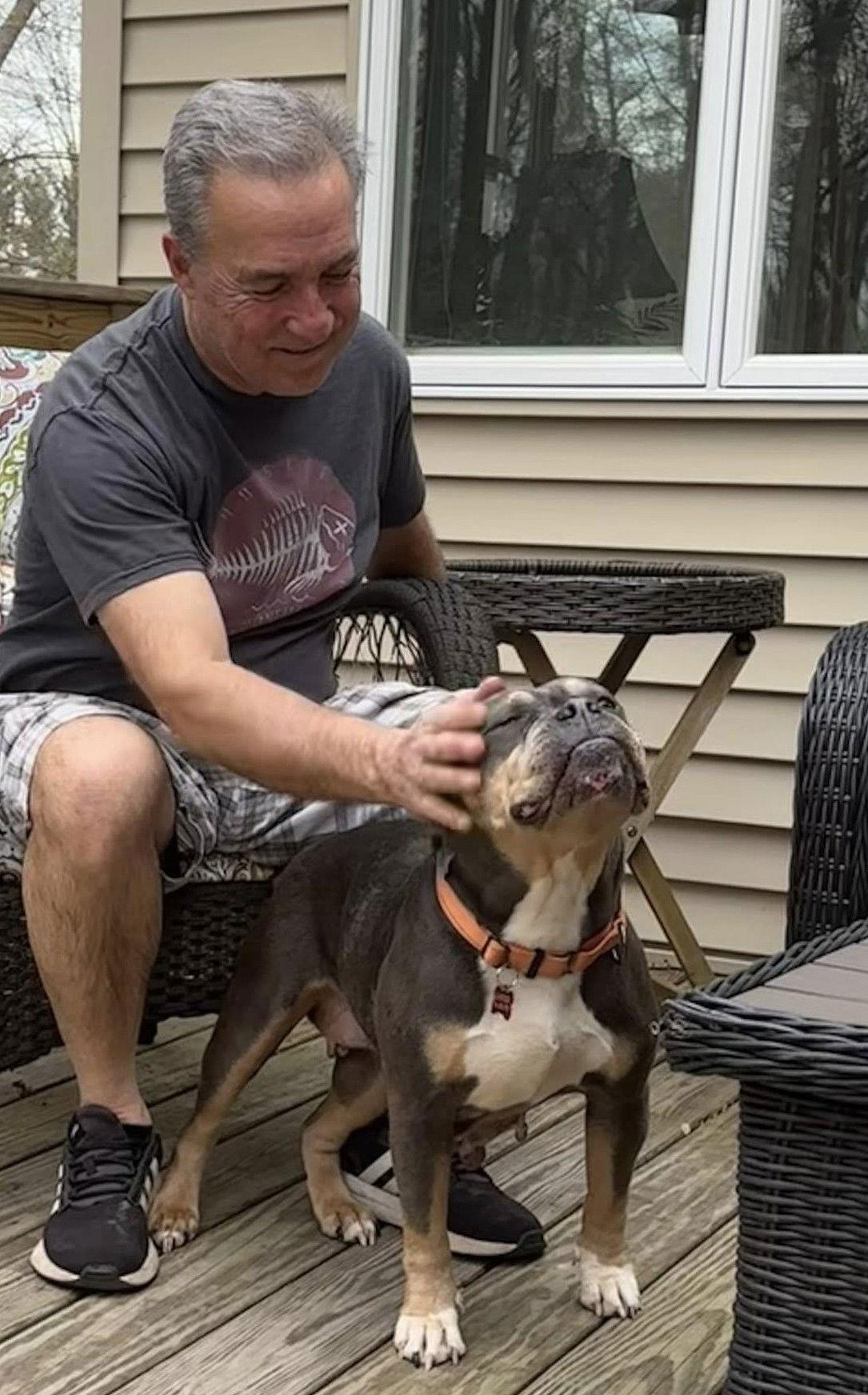 Enlarge Fiona, a Adoptable American Bulldog in Chester, NJ image 3/3