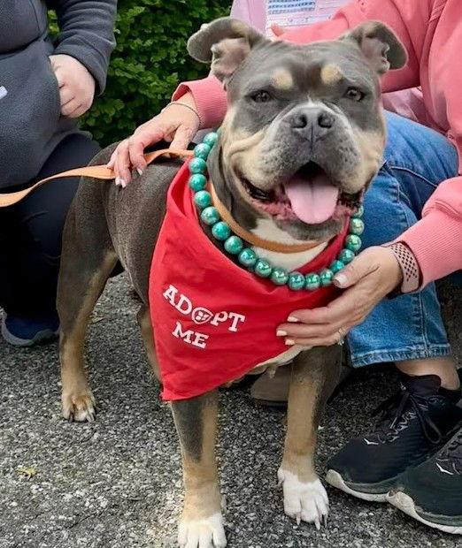 Fiona, a Adoptable American Bulldog in Chester, NJ image 3/3