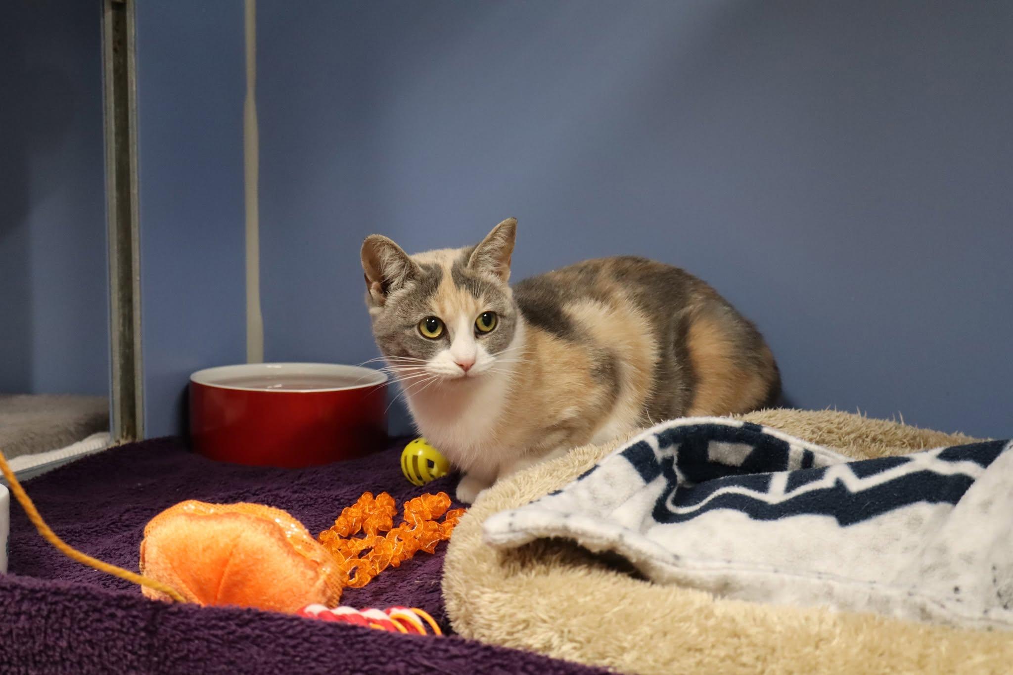 Abby Tag 797, adopted, Young Female Domestic Short Hair.