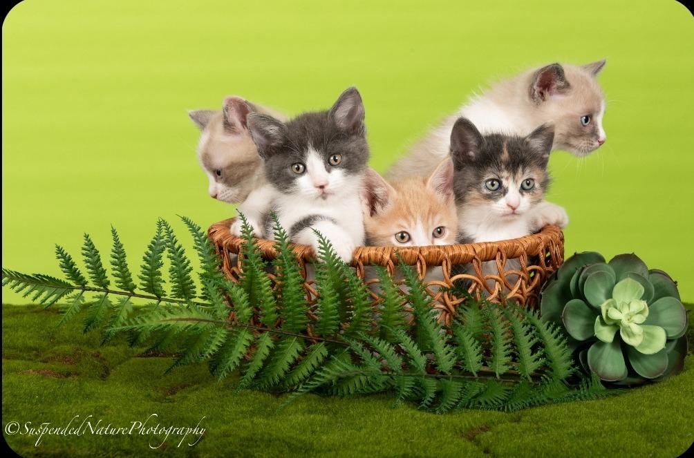 Sid, Adoptable, Kitten Male Snowshoe.