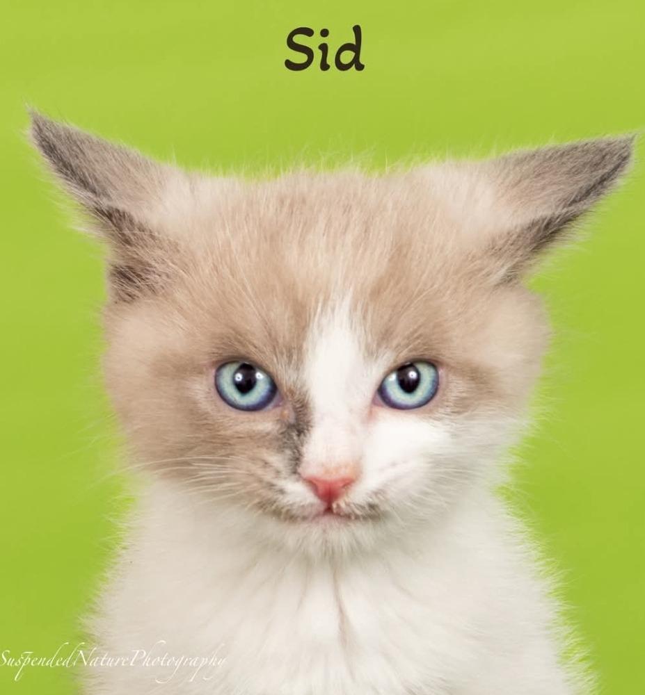Enlarge Sid, a Adoptable Snowshoe in San Jacinto, CA image 2/3