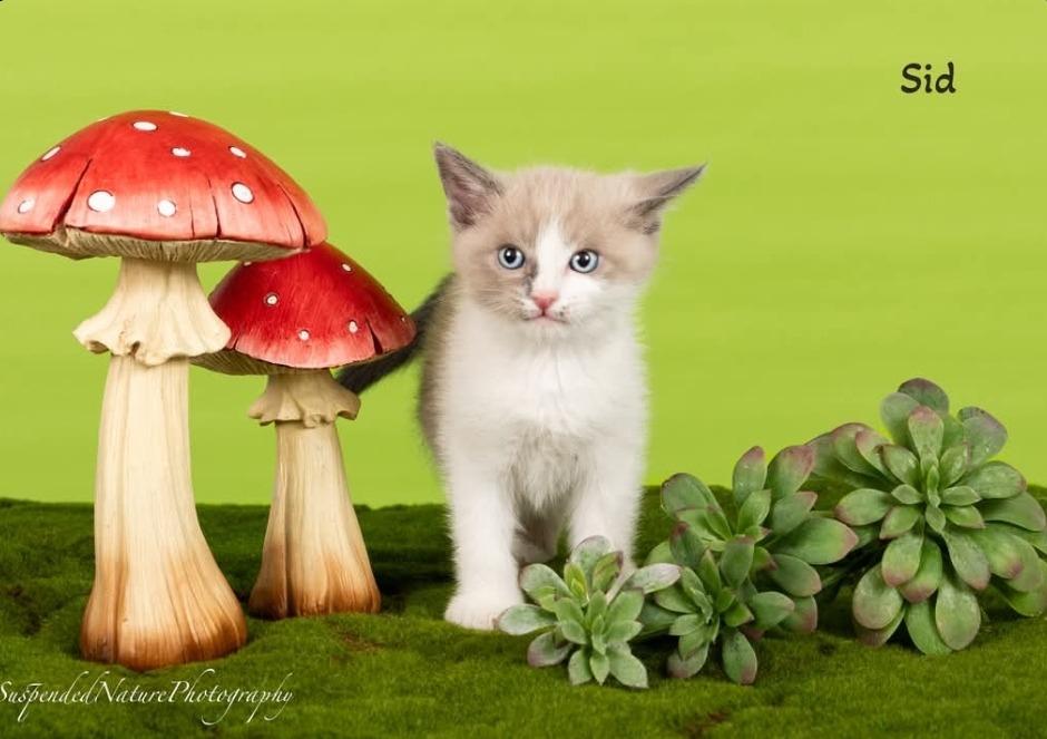 Enlarge Sid, a Adoptable Snowshoe in San Jacinto, CA image 3/3