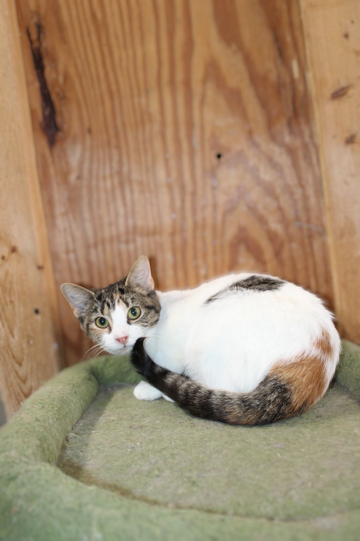 Enlarge caliope, an adoptable Calico in Marion, IN image 1/1