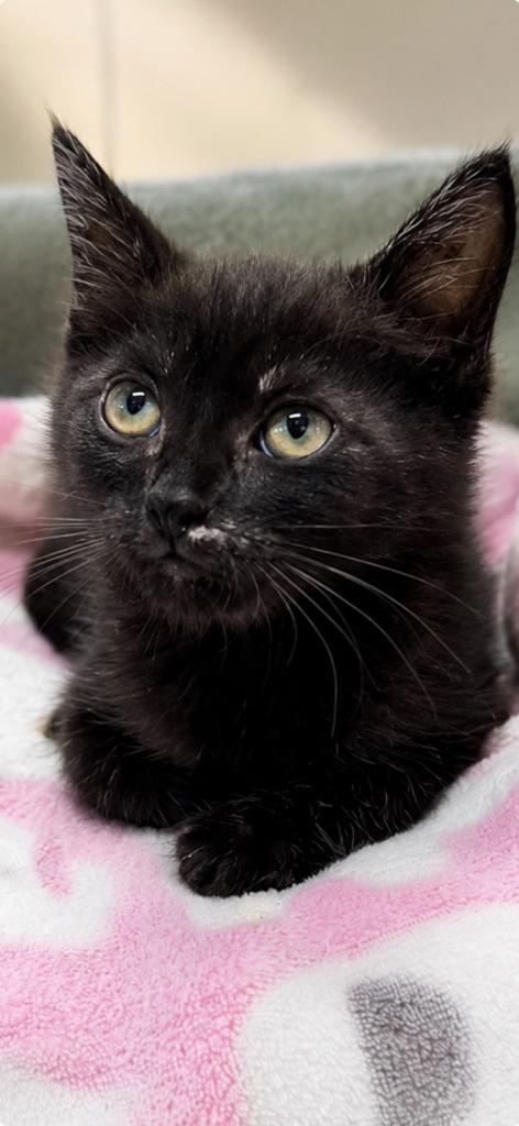Enlarge Truffle Puff, a Adoptable Domestic Medium Hair in East Ridge, TN image 1/1