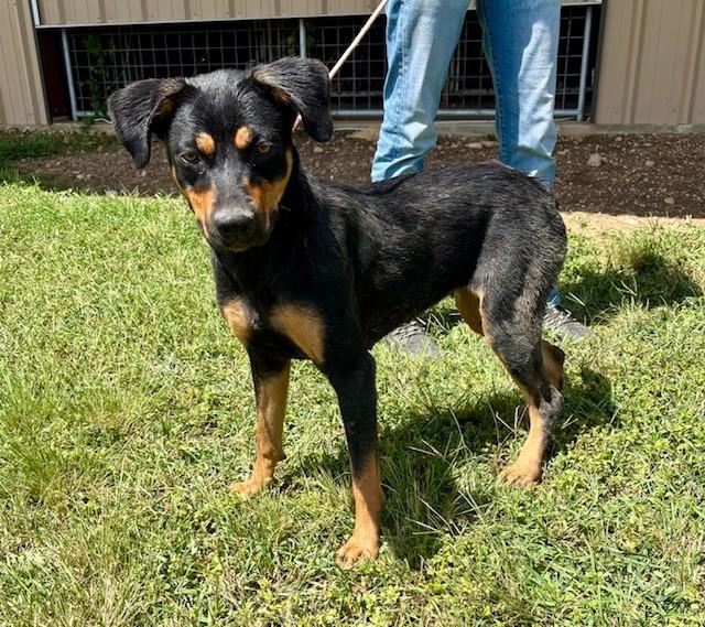 Lottie, a Adoptable mixed breed in Redmond, WA image 1/5