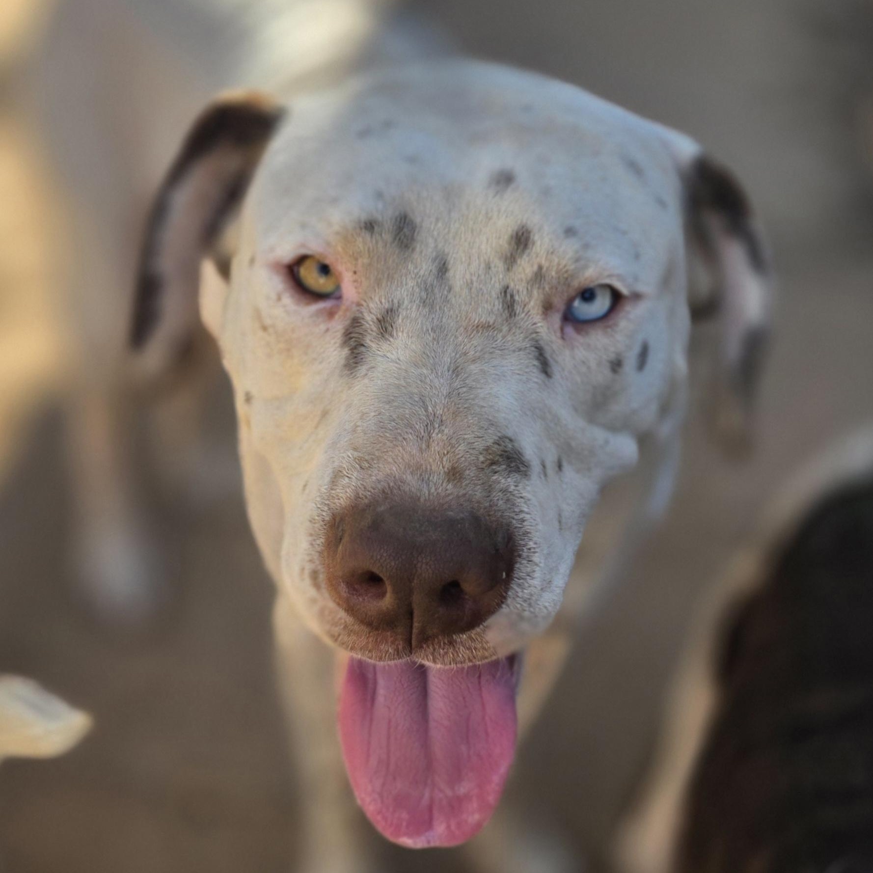 Spot, Adoptable, Young Male Black Labrador Retriever & Pit Bull Terrier.