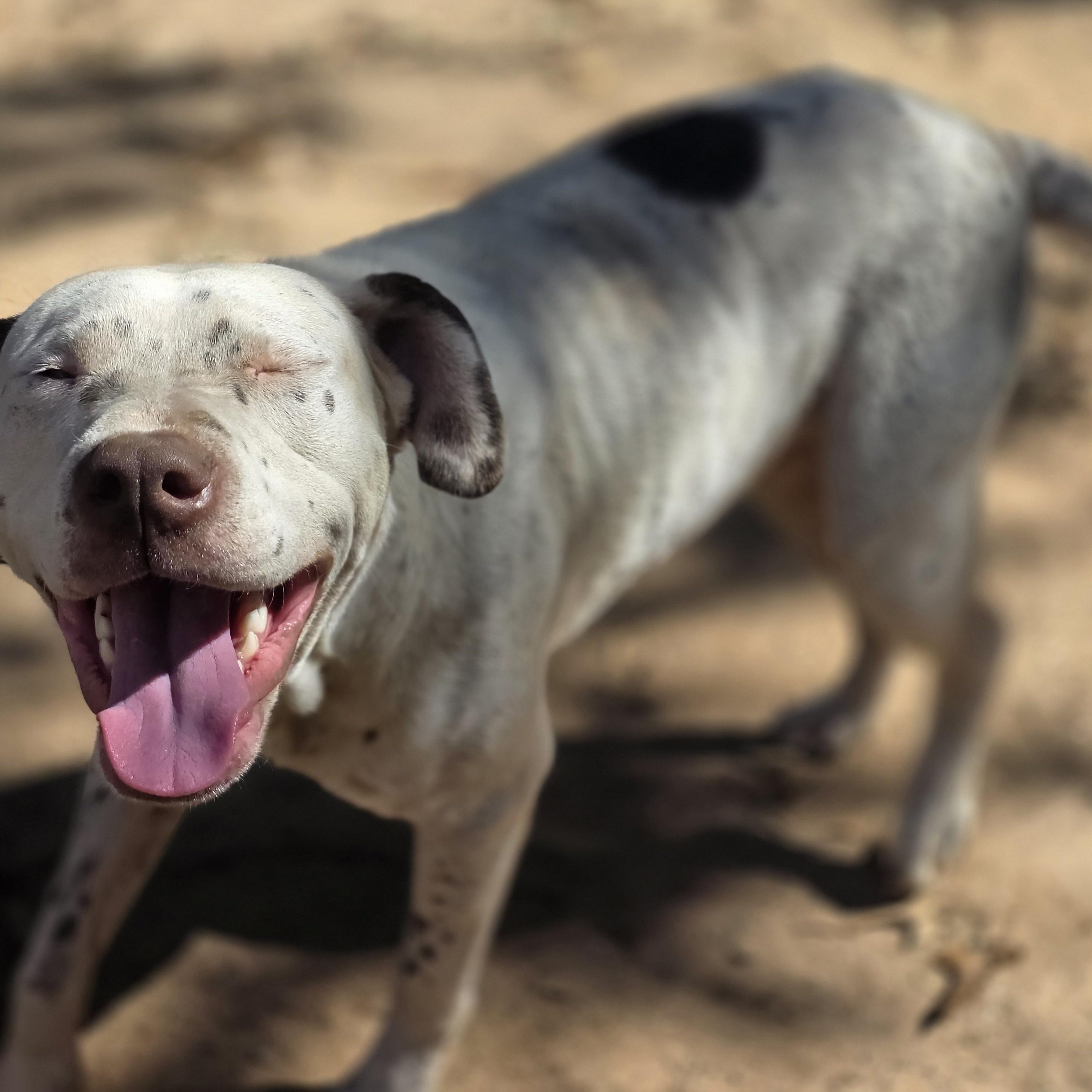 Enlarge Spot, a Adoptable mixed breed in Bowersville, GA image 3/6